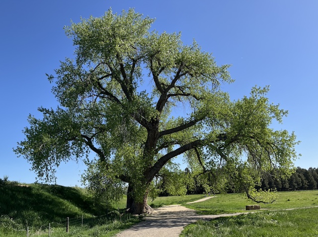 Dry Creek Trail, Boulder, Colorado (May 2024)