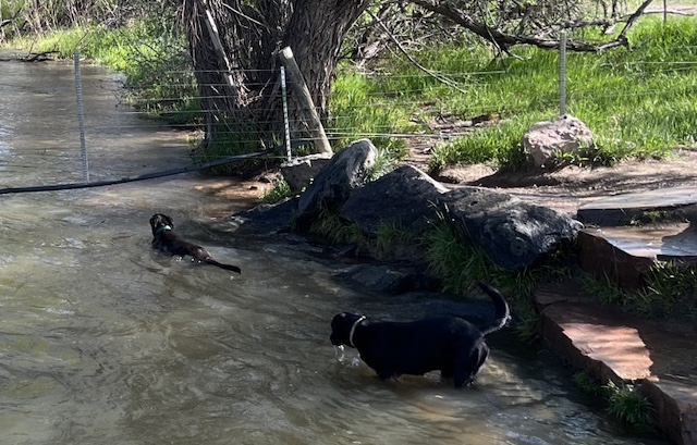 Dry Creek Trail, Boulder, Colorado (May 2024)