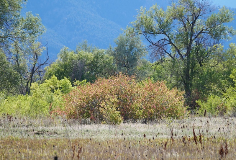 Cottonwood Trail, Boulder (September 2024)