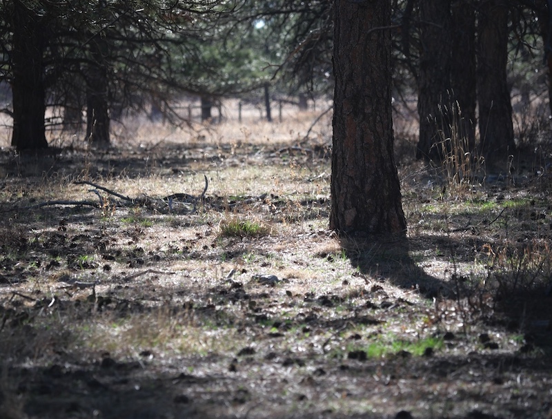 Flatirons Vista Trail, Boulder, Colorado (March 2025)