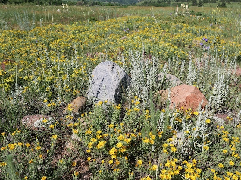South Boulder Creek West Trail, Boulder, Colorado (June 2025)