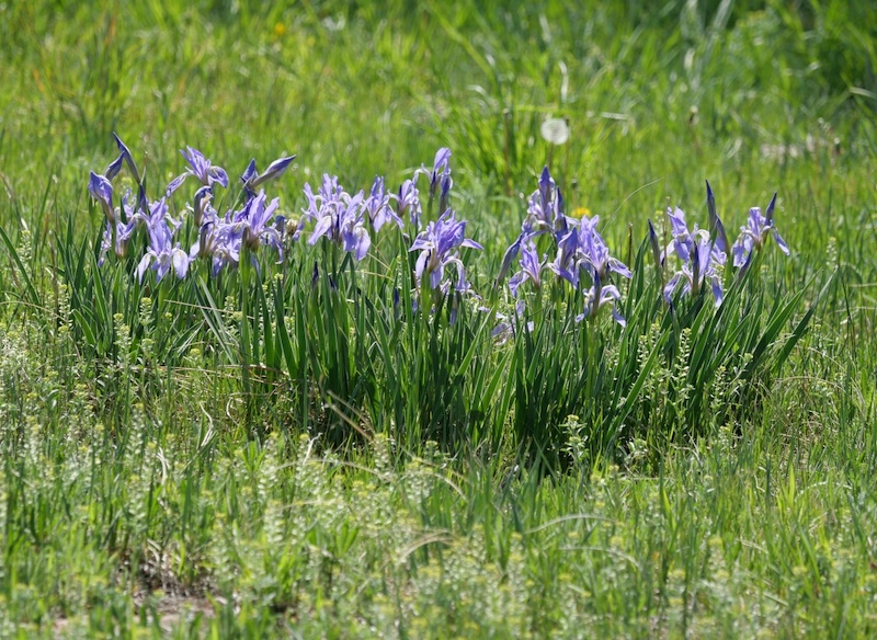 South Boulder Creek West Trail, Boulder, Colorado (May 2025)