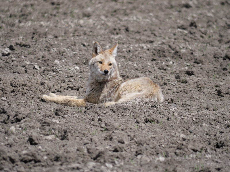 Coyote, Cradleboard Trail / Stearns Lake Trailhead, Broomfield (April 2025)