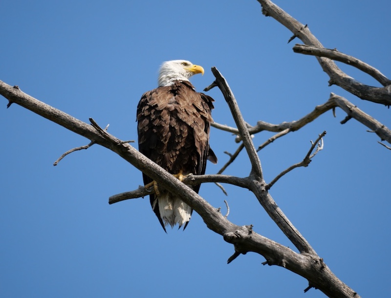 Bald Eagle, Cradleboard Trail / Stearns Lake Trailhead, Broomfield (July 2025)