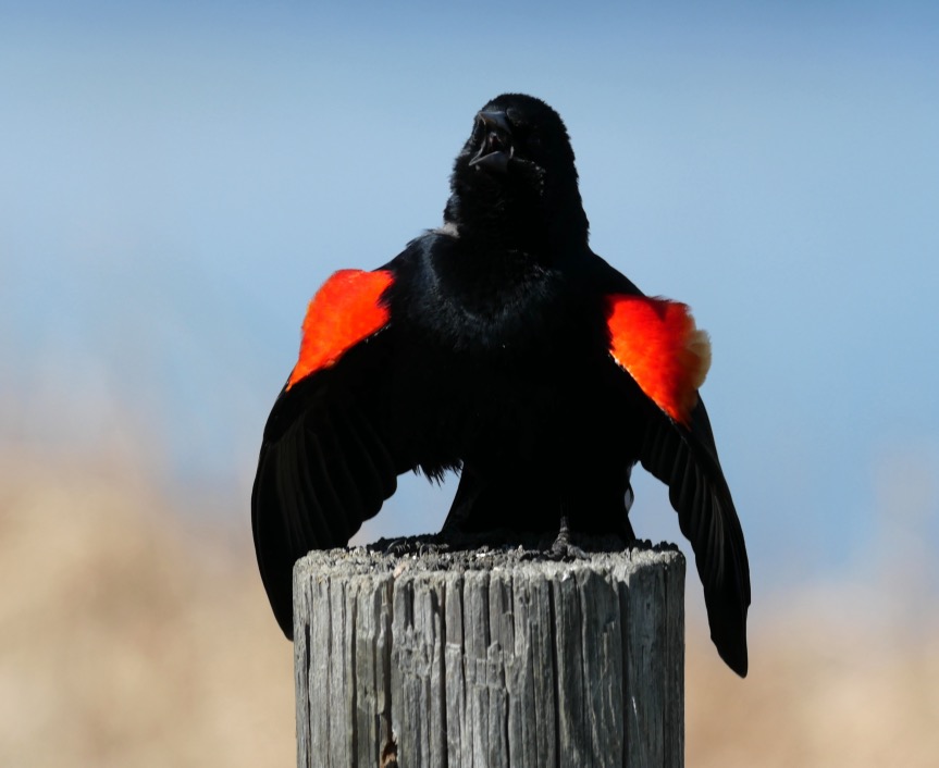 East Boulder Trail, Teller Farm North, Boulder (April 2025)