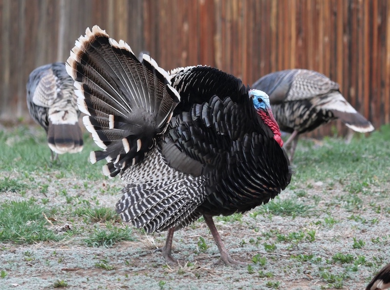 Wild Turkey, Coal Creek Trail, Aquarius Trailhead, Louisville, Colorado (March 2025).     <a rel=