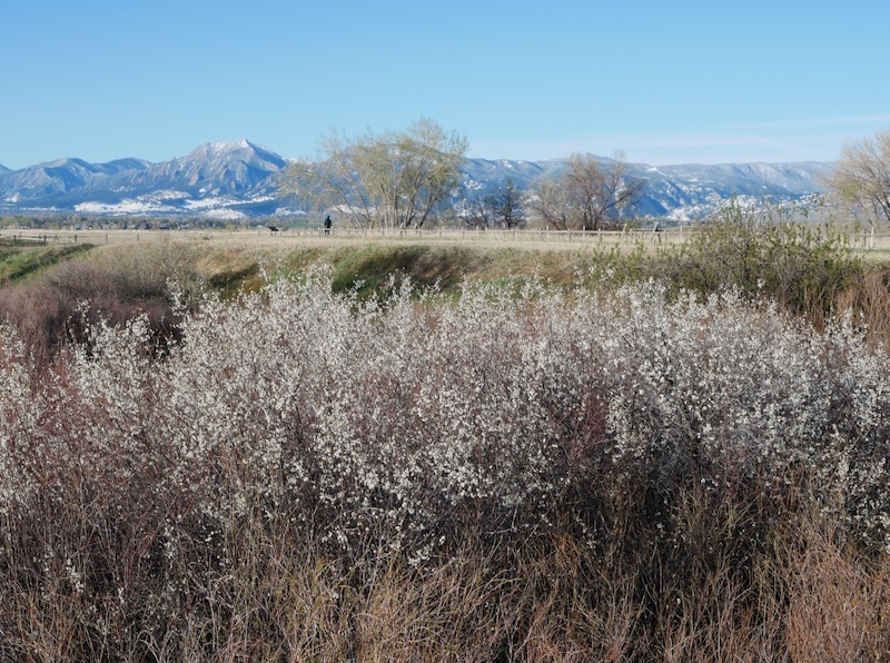 American plum blossoms and spring meadow, Boulder, Colorado (April 2025)