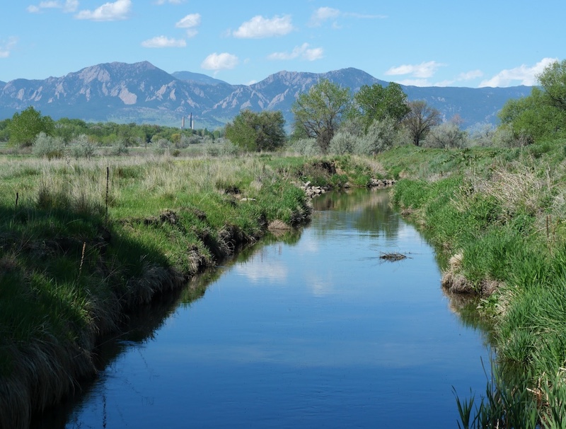 Wildflower meadow on the Boulder prairie in early summer, Colorado (june 2025)