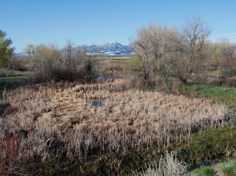 Coot Lake, Boulder, Colorado (April 2025)