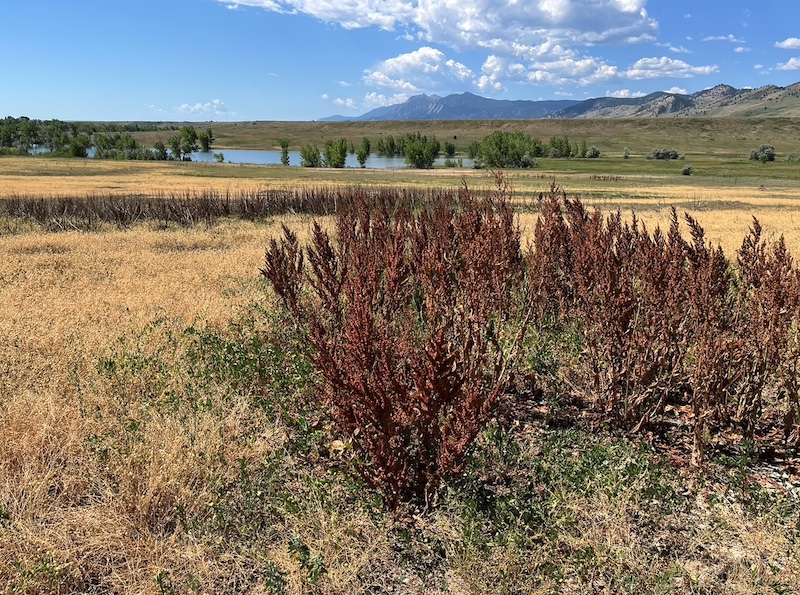Left Hand Trailhead, Boulder, Colorado (July 2025)
