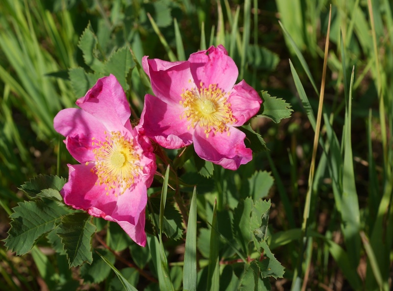 NCAR Trail, Boulder (July 2021)