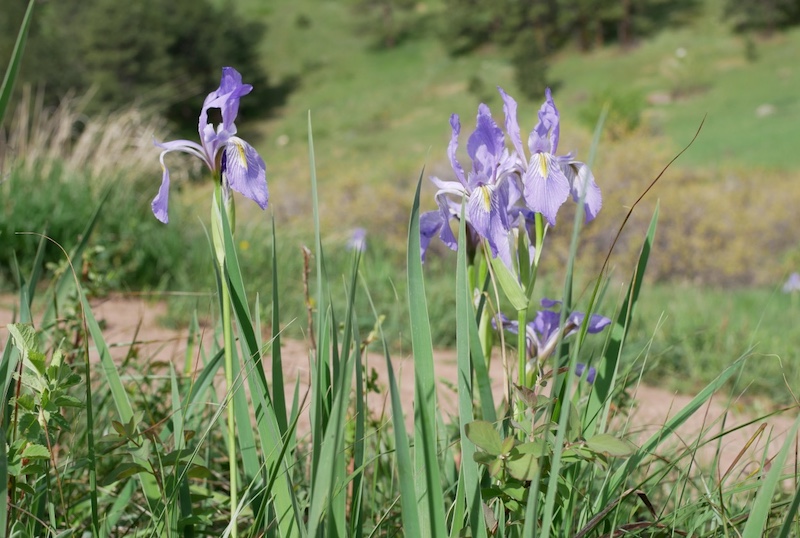 NCAR Trail, Boulder (May 2024)