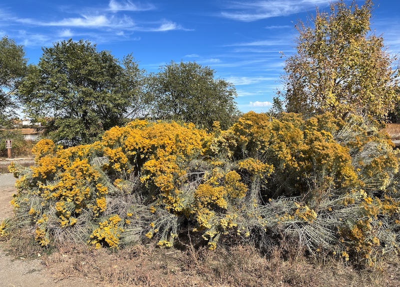 Sawhill Ponds Trail, Bouldfer (October 2024)