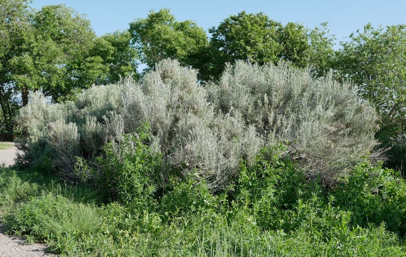 Sawhill Ponds Trail, Bouldfer (June 2025)