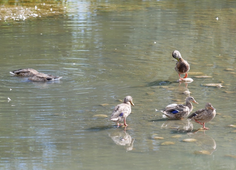 Sawhill Ponds Trail, Bouldfer (September 2024)