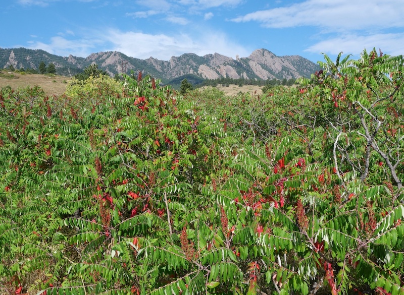 South Mesa Trailhead, Boulder, Colorado (September 2025)