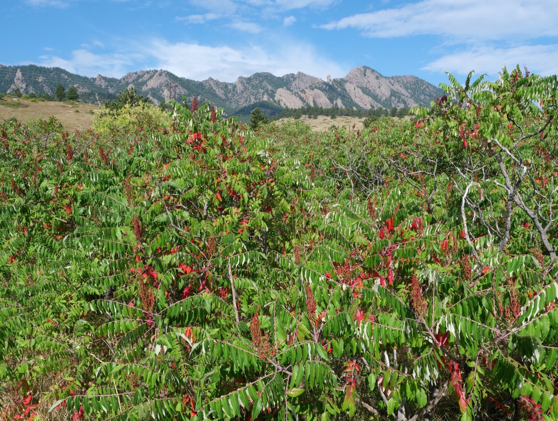 South Mesa Trailhead, Boulder, Colorado (September 2025)